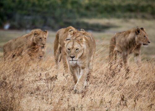 5 reasons why you should book your Tanzania safari early.